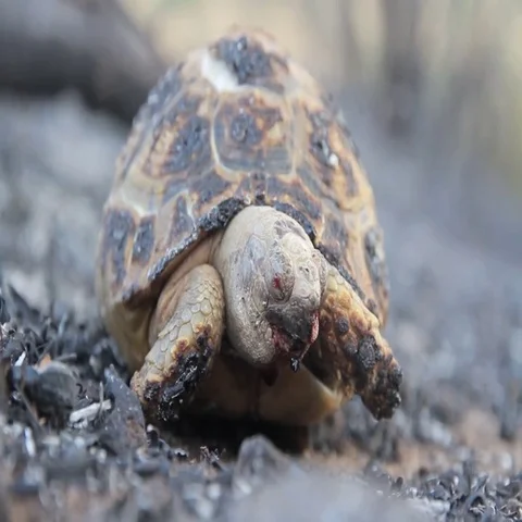 Burnt Greek tortoise Stock Footage 69553977