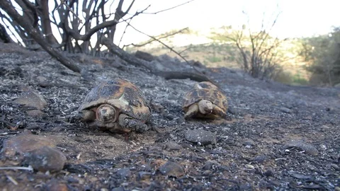 Burnt Greek tortoise Stock Footage 98168741
