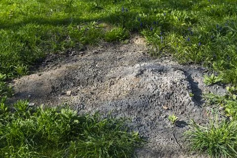 Burnt Ground Patch in Grass, Environmental Damage Concept Foto stock