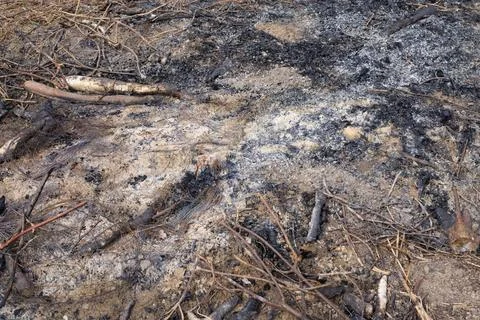 Burnt ground surface covered with black ash, charcoal, and scorched branches. Stock Photos
