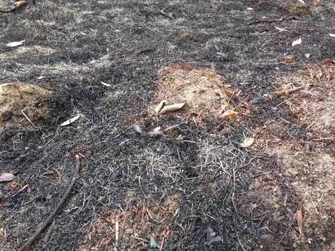 Burnt ground surface with scattered ash and debris Stock Photos