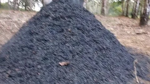 Burnt Husks Stock Footage 242598834