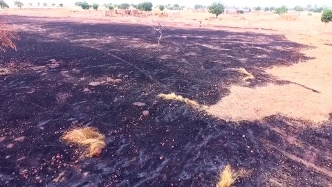 Burnt land and tree behind the village Stock Footage 80795256
