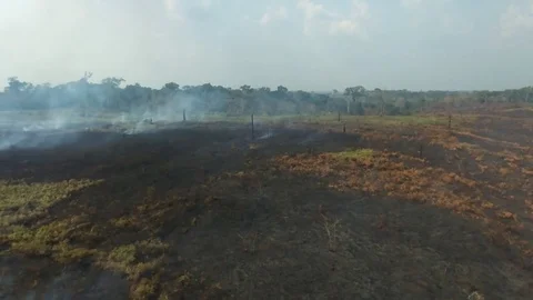 Burnt lands and forest fires Stock Footage 80577848