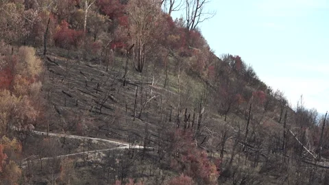 Burnt landscape after the fire on Monte Mario hill Stock Footage 285076255