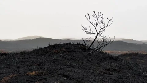 Burnt landscape after a forest fire showing environmental devastation Video stock 339436393