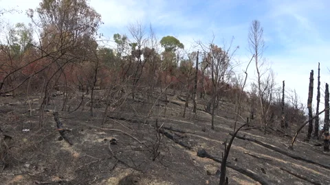 Burnt landscape after a major fire in the park of Rome Stock Footage 285241536