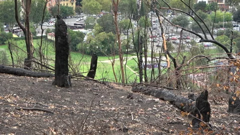 Burnt Landscape After Monte Mario Fire Stock Footage 285077502