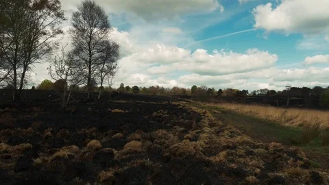 Burnt landscape after wild fire Stock Footage 81141326