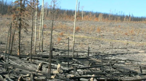 Burnt Landscape Video stock 853869