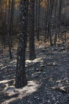 Burnt Landscape Stock Photos