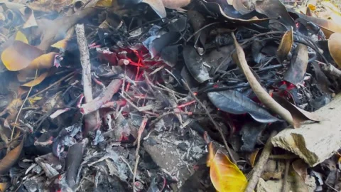 Burnt leaf litter Video stock 244998756