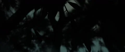 Burnt Leaves Bushfire Stock Footage 139794760