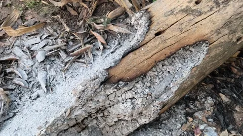 Burnt Log Ash Vídeos de archivo 340151857