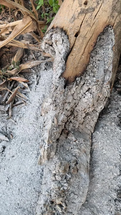 Burnt Log Ash 스톡 동영상 340151858