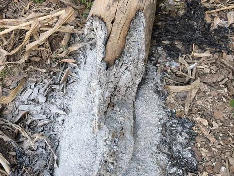 Burnt Log Ash Stock Photos