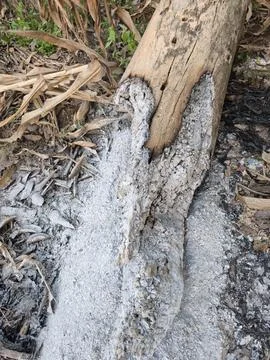 Burnt Log Ash Stock Photos