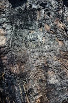 Burnt log with charcoal surface Stock Photos