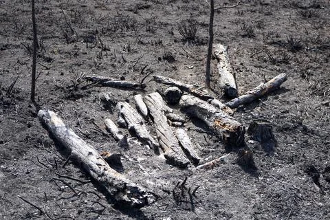 Burnt logs in aftermath of a forest fire Stock Photos