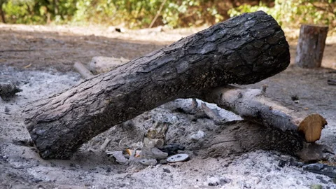 Burnt Logs and Litter Stock Footage 293261443