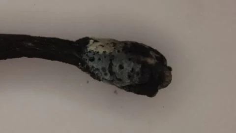A burnt match, the head under the microscope Stock Footage 342166114