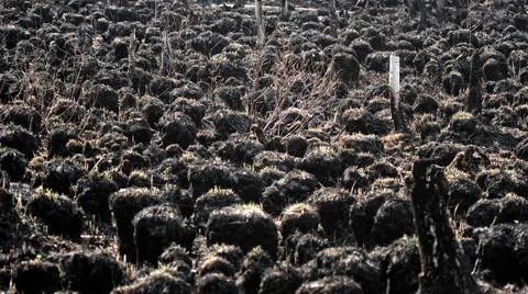 The burnt meadows. Stock Photos