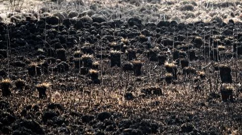 The burnt meadows. Stock Photos
