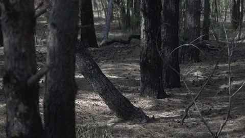 Burnt out bases of pine trees after a fire in the forest. Lots of cones and Stock Footage 141582763