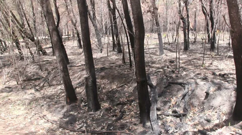 Burnt Out Bush Stock Footage 35197131