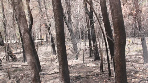 Burnt Out Forest Stock Footage 35197721