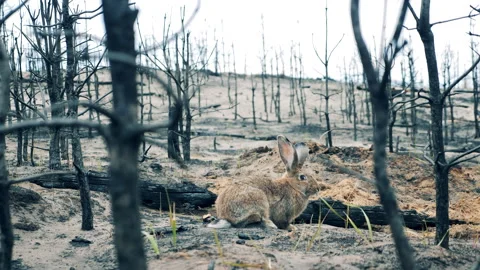 Burnt-out forest with a rabbit eating grass Stock Footage 164552506