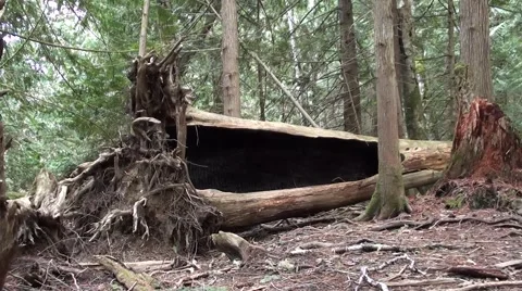 Burnt Out Log Van.Isle..m2ts Stock Footage 1068296