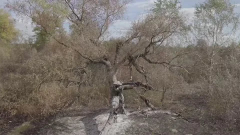 Burnt out tree remnants of a forest fire Stock Footage 149816472