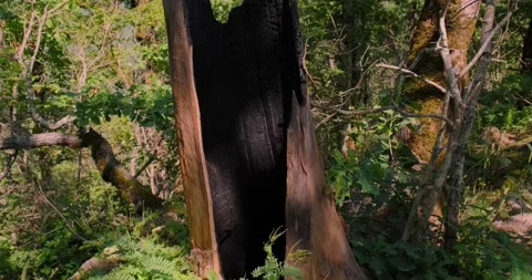 A burnt-out tree trunk in the forest Stock Footage 156629979