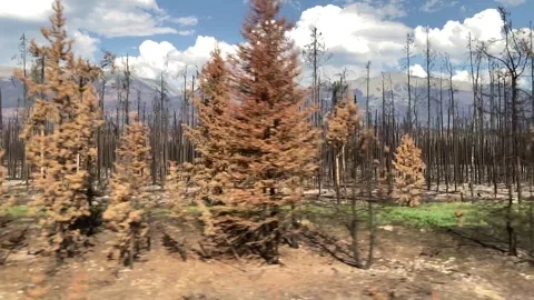 Burnt Pine Forests after Devastating Wildfire Vídeo Stock 322804798