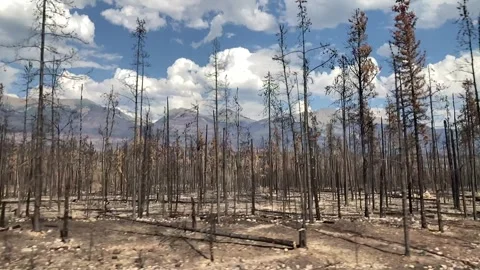 Burnt Pine Forests after Devastating Wildfire Vídeo Stock 322804810