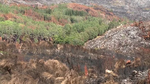 Burnt pine tree forest deforestation fire disaster Stock Footage 67848143