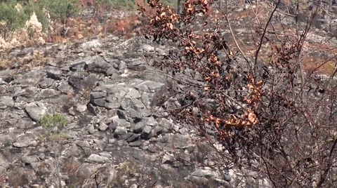 Burnt pine tree forest deforestation fire natural disaster Stock Footage