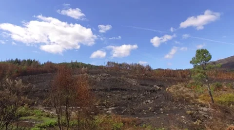 Burnt pine tree forest deforestation fire disaster steady shot gimbal 4k Stock Footage 67963807