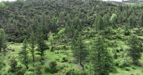 Burnt pine tree forest by lightning caused fire landscape in Sichuan,China Stock Footage 246724462
