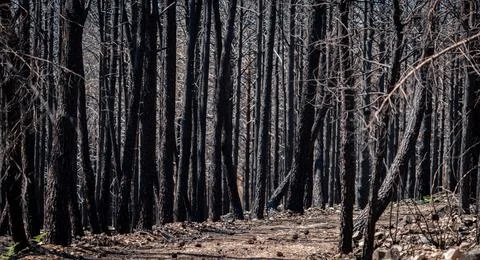 Burnt pine tree forest trunks, long shot Stock Photos
