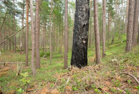 Burnt pine tree in pine forest in a national park in sweden Stock Photos