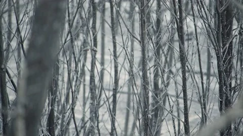 Burnt pine trees after wildfire - Disaster Death forest aftermath of bush fire Video stock 202069131