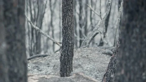 Burnt pine trees after wildfire - Death forest aftermath of bush fire in Spain Video stock 202098048