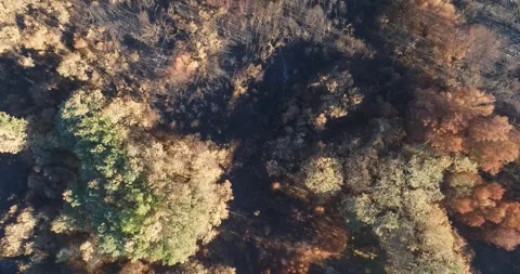 Burnt pine trees in scorched forest from above. The Concept of Wildfire Aft.. 스톡 동영상 326010280
