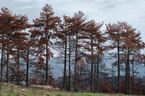 Burnt pine trunk with red needle leaves. Stock Photos