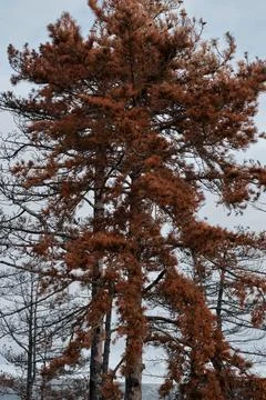 Burnt pine trunk with red needle leaves. Stock Photos