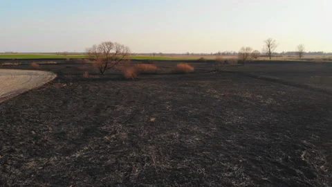 Burnt plants in the river valley. Stock Footage 154186508