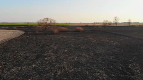 Burnt plants in the river valley. Stock Footage 155040749