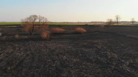 Burnt plants in the river valley. Stock Footage 156379605